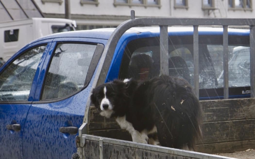As the rain and hail sets in, it's not just the humans feeling the cold.