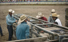 A chute that is used for calf roping