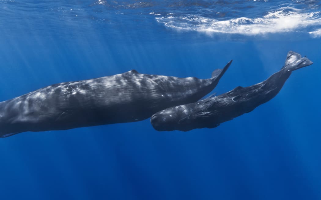 Unfortunately, because of its unique habitat, there are no available images of this week's critter, so we've got a picture of it's host, the sperm whale which it lives inside