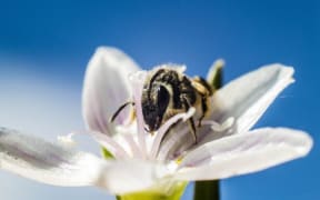 Bee on flower