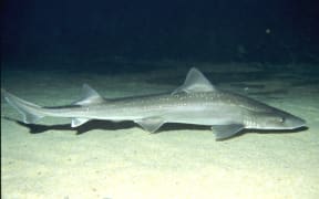An adult rig shark, also known as lemon fish and spotted dogfish. They are one of about 66 species of shark found in New Zealand waters.