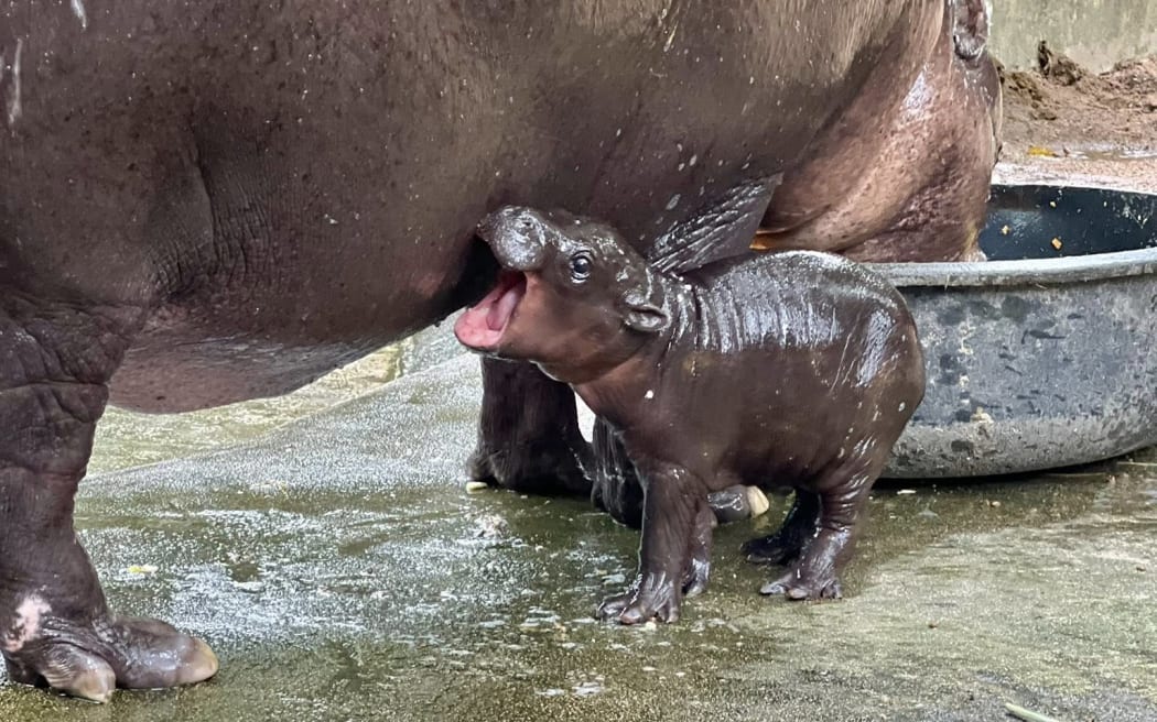 Thailand's pygmy hippo Moo Deng at Khao Kheow Open Zoo when she was a baby last year. Moo Deng turns one year old on Thursday, 10 July 2025.