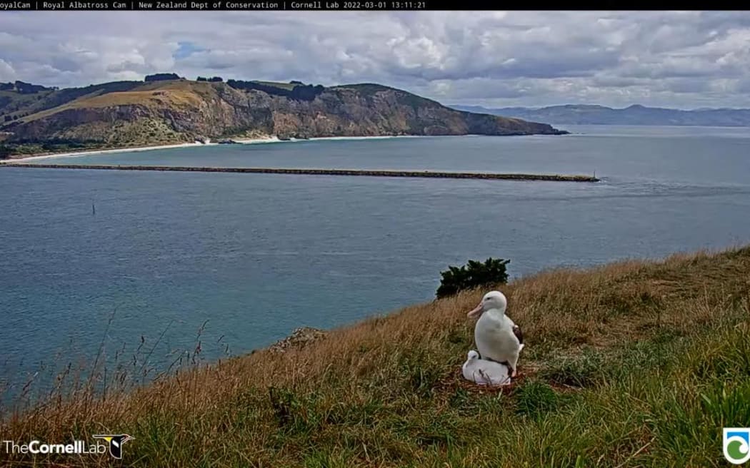 The Royal Albatross chick "Q.T." with parent earlier this year.