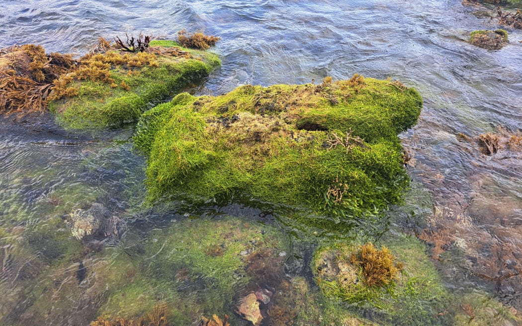 Caulerpa covers rocks in Okipu bay, Great Barrier Island.