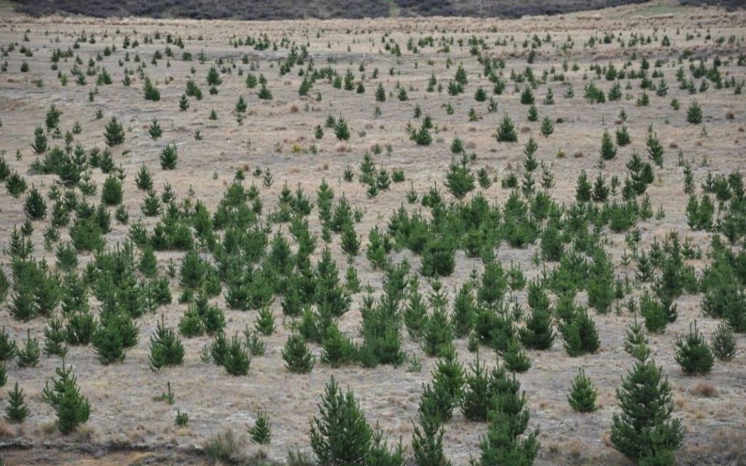 Wilding pines invade farmland on Molesworth Station.