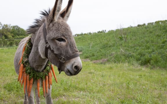 Movie still from Jerzy Skolimowsky's 2022 film EO featuring a donkey in a field.