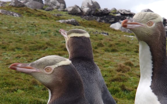 Hoiho / yellow-eyed penguins on Enderby Island, in the subantarctic Auckland islands.