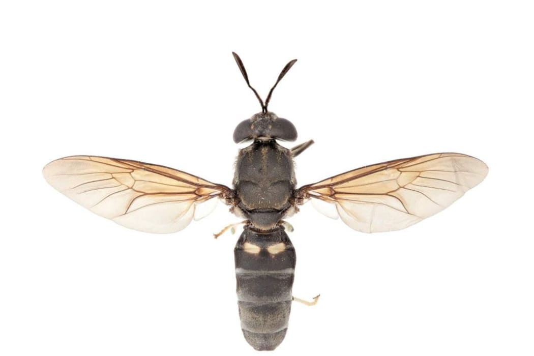 Hermetia illucens - the black soldier fly