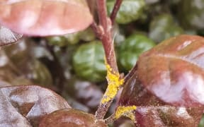 Myrtle rust on a hedge in Ōtautahi-Christchurch, the furthest south an established infection of the plant disease has been seen.