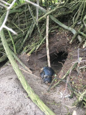 Dead little penguin attacked by dog near Wellington.