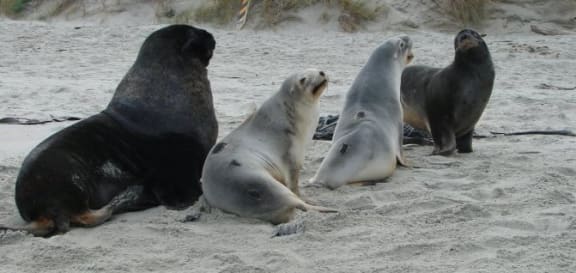 Male and female New Zealand sea lions