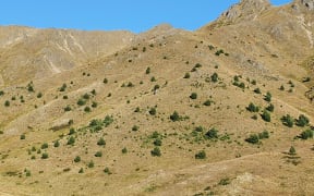 Wilding pines on Molesworth Station