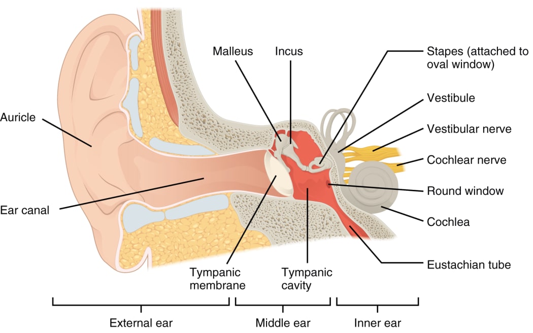 The structure of the ear
