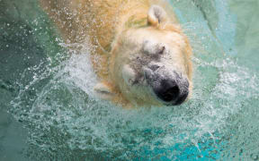 Inuka, a senior polar bear, shakes his head as he lounges in the pool in his enclosure at the Singapore Zoo on December 26, 2017.
The zoo commemorated Inuka's 27th birthday, which is equivalent to more than 70 years in human terms. / AFP PHOTO / TOH Ting Wei