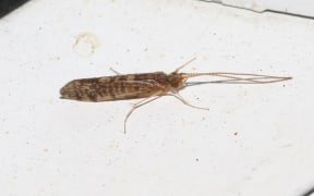 Marine caddisflies