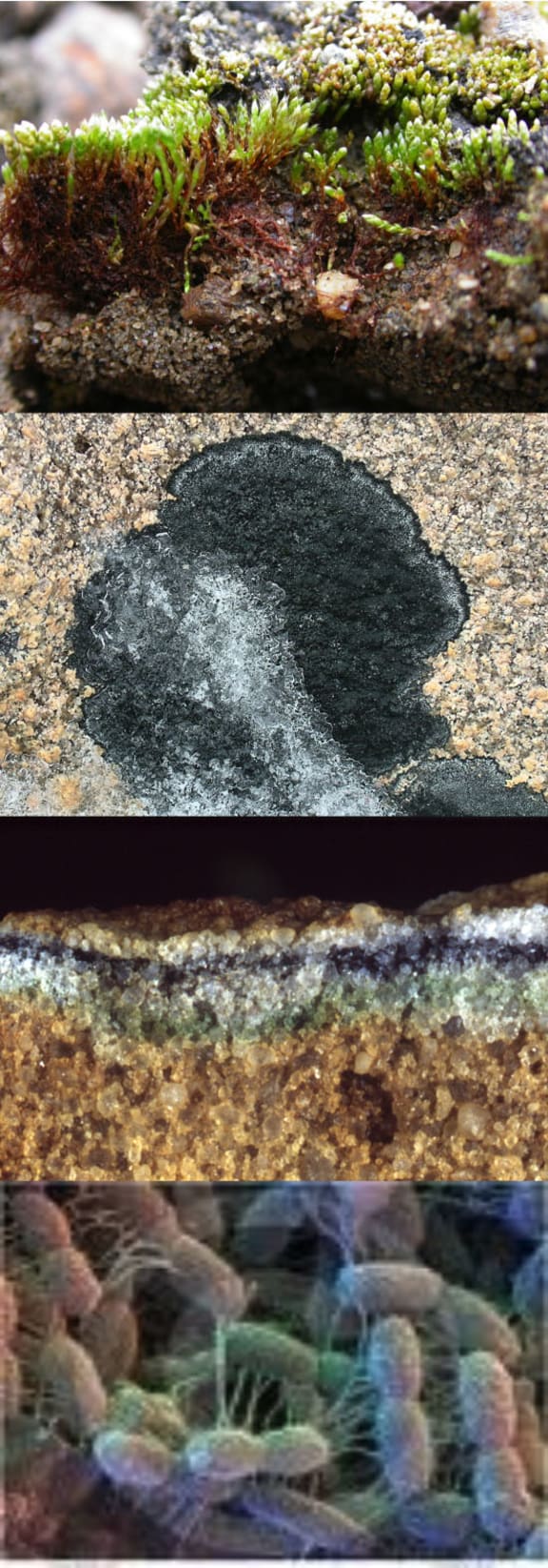 Mosses, lichens and microbes have all adapted to life in extremely hostile conditions.