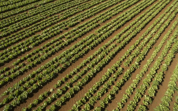Lettuce crops being grown in market gardens in Pukekohe.