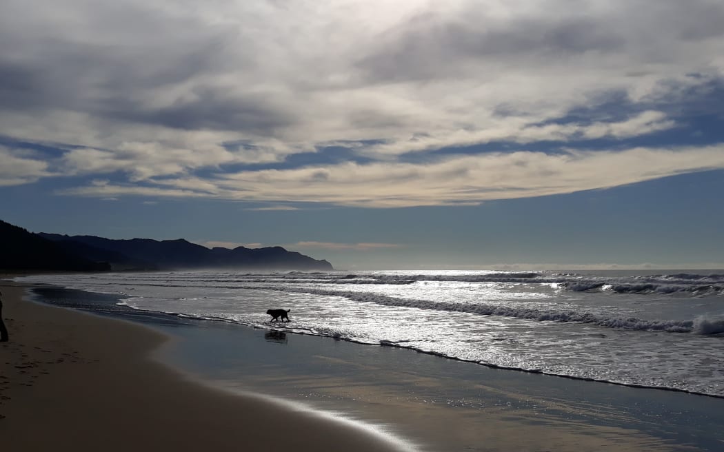 Hawkes Bay beach. A dog runs through the shallows.