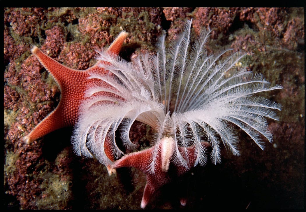 The ocean floor off the Antarctic coast teems with life and colour, such as this feather duster worm and starfish, at Cape Evans.
