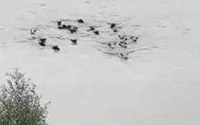 Cows swim to safety in Hawke's Bay