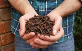 Larva from the black soldier fly.