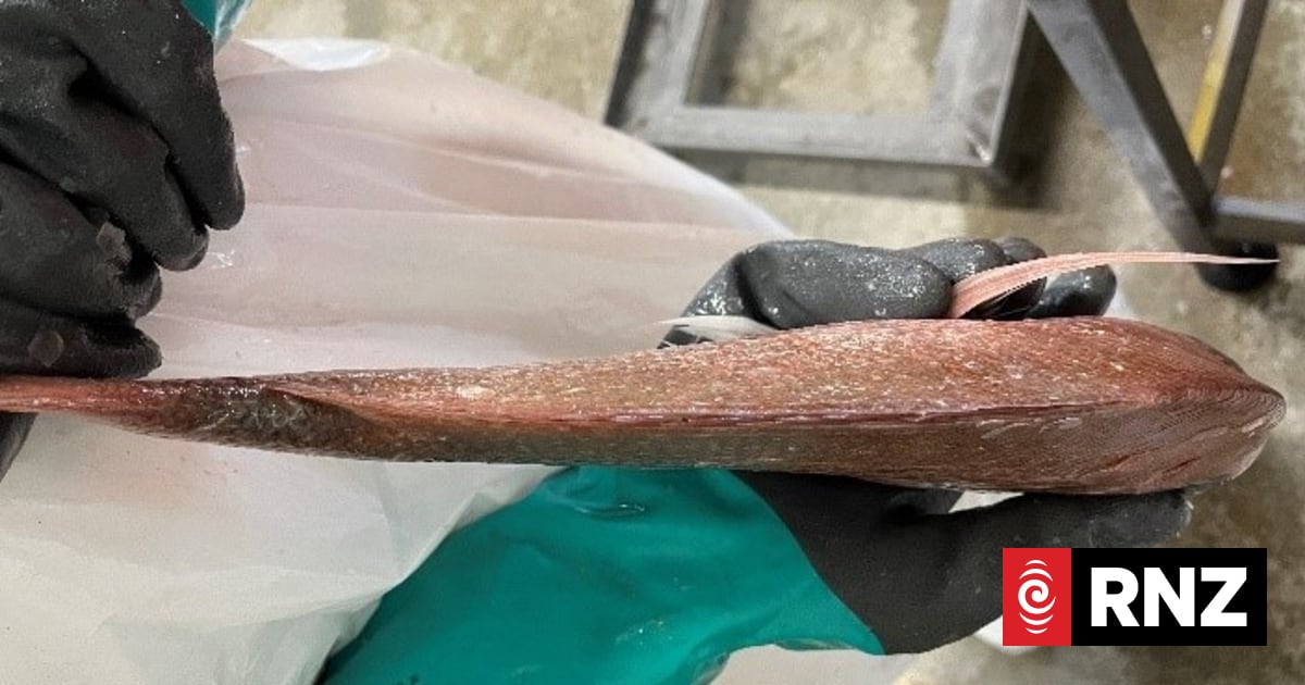 Warmer ocean, lack of food could be behind 'milky fish' | RNZ