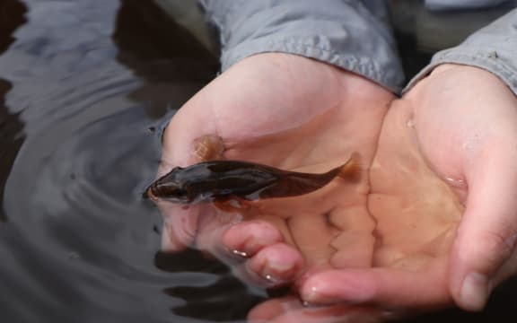 A person cups water and a small brown fish in their hands.