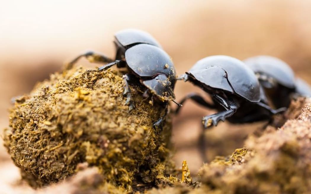 Dung Beetles