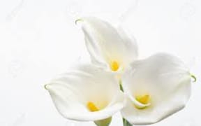 lilies