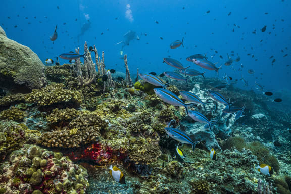 Tara Pacific expedition, November 2017. Inglis Shoal seamount, Kimbe Bay, Papua New Guinea, Marine life on a partly bleached reef crest. Fusiliers and other reef fish.