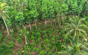 Heilala Vanilla plantation from above