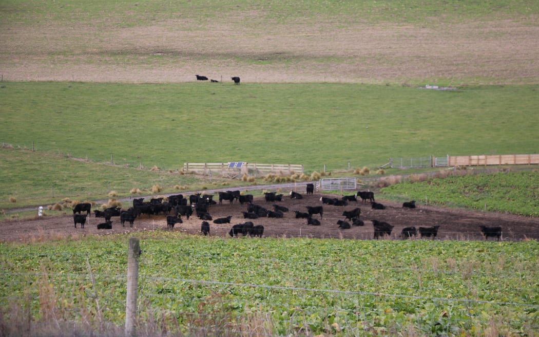 Cattle on winter crops