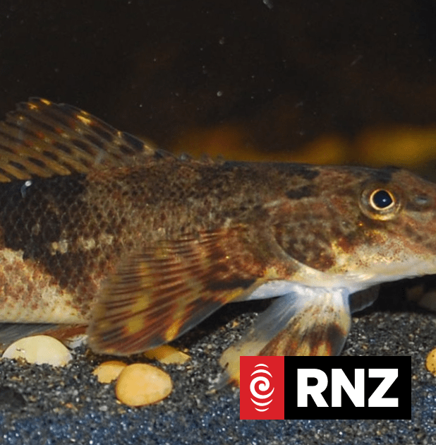 Critter of The Week: The Torrentfish | RNZ