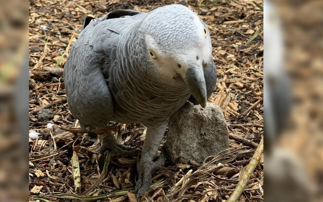 One of the swearing parrots.
