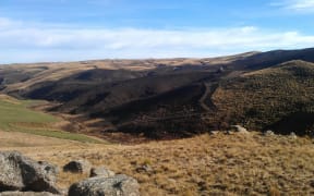 Burned tussock for the plantation next to Te Papanui Conservation Park.