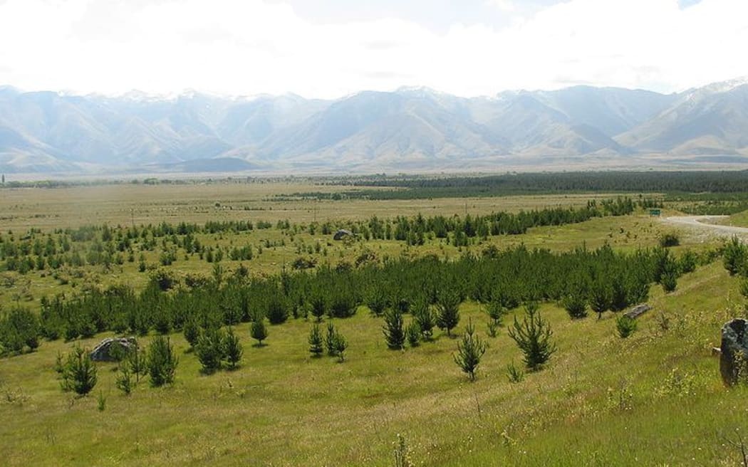 Wilding pines in Canterbury.