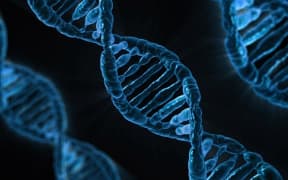 The human DNA model takes on a double helix shape