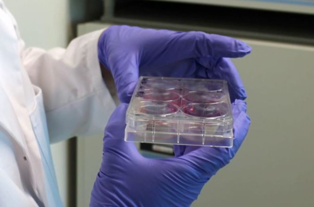 Growing skin in the lab.