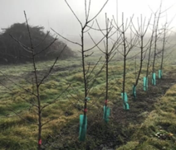 Affected plants seized by MPI