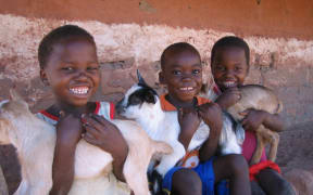 Three goat kids with children in Luangwa-Zambia