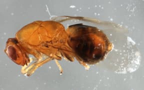 A small wasp.