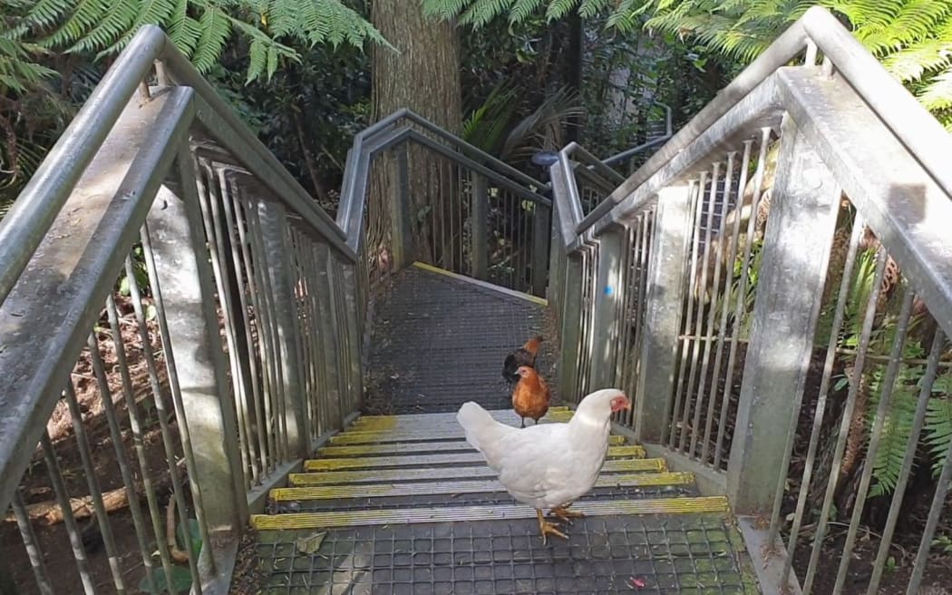 Chickens colonise a public stairway in Titirangi.