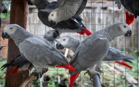 Karine Aigner for WILDLIFE INVESTIGATIVE REPORTERS & EDITORS, a nonprofit journalism organization exposing wildlife crime and exploitation of nature.