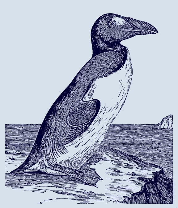 Extinct great auk (pinguinus impennis) sitting on a rock near the sea. Illustration after an engraving from the 19th century