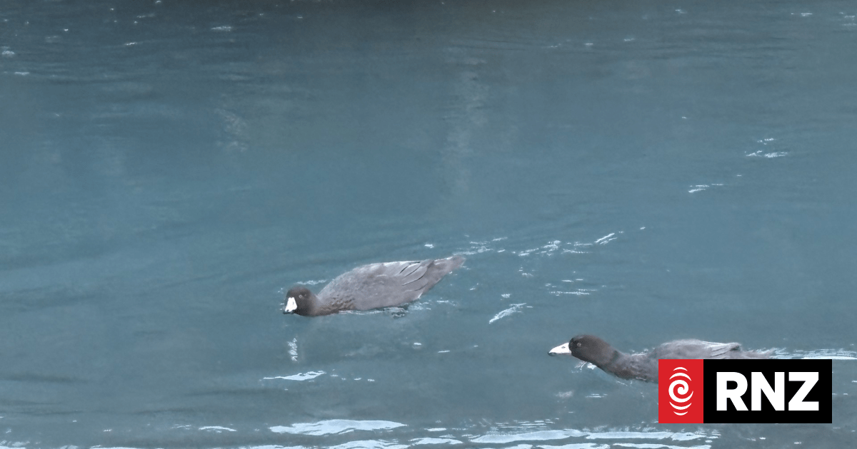 Endangered whio return to the Rees Valley after 50 years