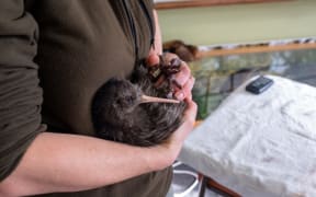 Rotokare Conservation Manager Fiona Gordon with a kiwi.