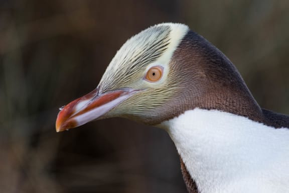 A Yellow-Eyed Penguin