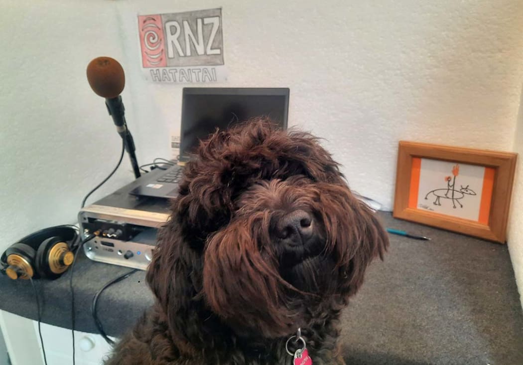 Susie Ferguson's dog Rainbow at her work from home studio.
