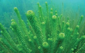 Lagarosiphon has infested Lakes Dunstan and Wanaka and is now threatening Lake Wakatipu.