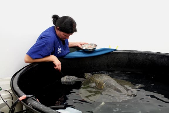 Sea turtle Ridley recuperates in Wellington Zoo with Dr Lisa Argilla.